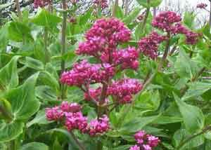 Valerian herb for sleep supplements