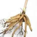 Valerian Root - makes great tea for sleep!